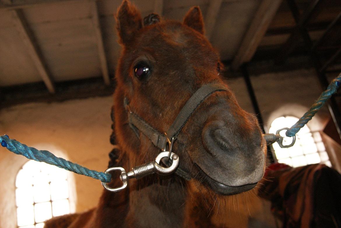 Shetlænder Tulle »Tullemis« billede 8