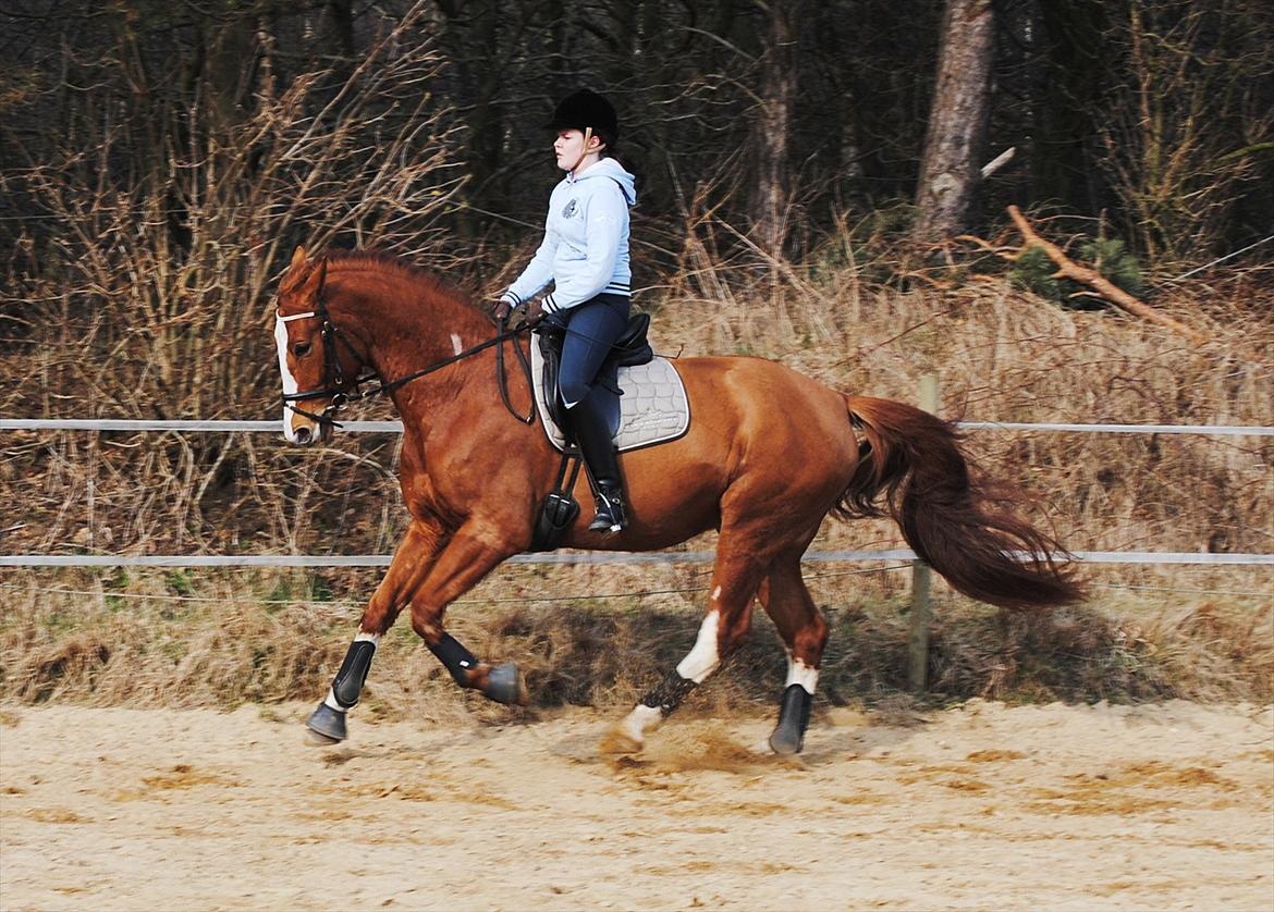 Dansk Varmblod Ibi Delight - Træning februar 2012 billede 17