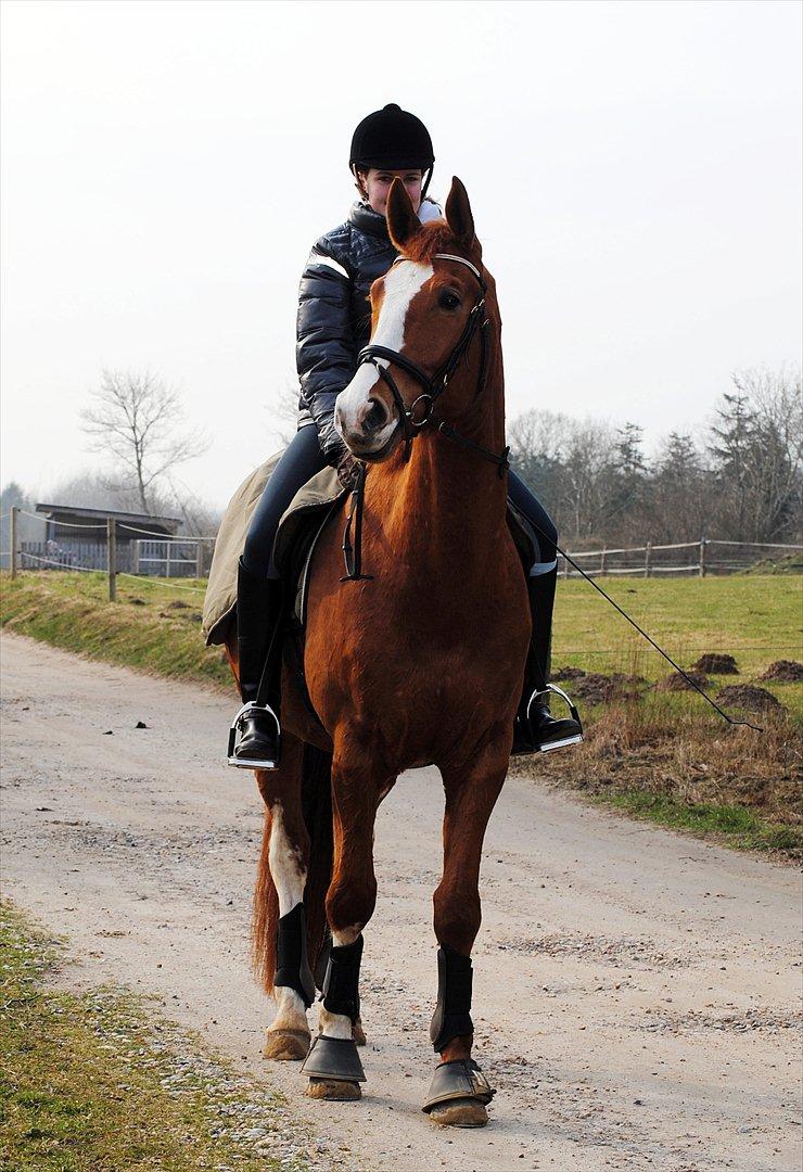 Dansk Varmblod Ibi Delight - Tur i Februar 2012 billede 18