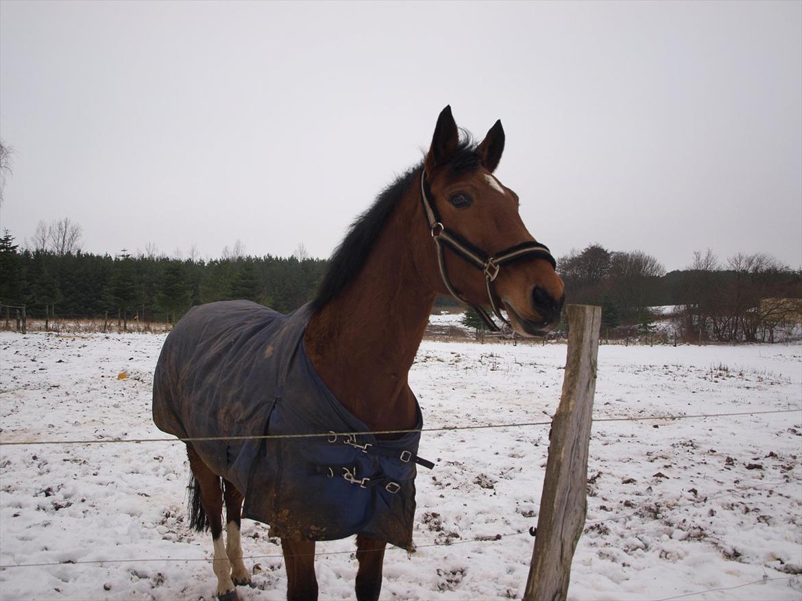 Dansk Varmblod TRÉSOR billede 14