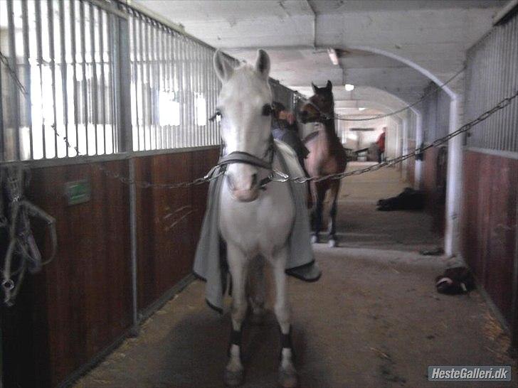 Anden særlig race * Cirkeline * # Min tøz # <3 - Cirkeline på staldgangen (:
Fotograf: Ukendt (: billede 2