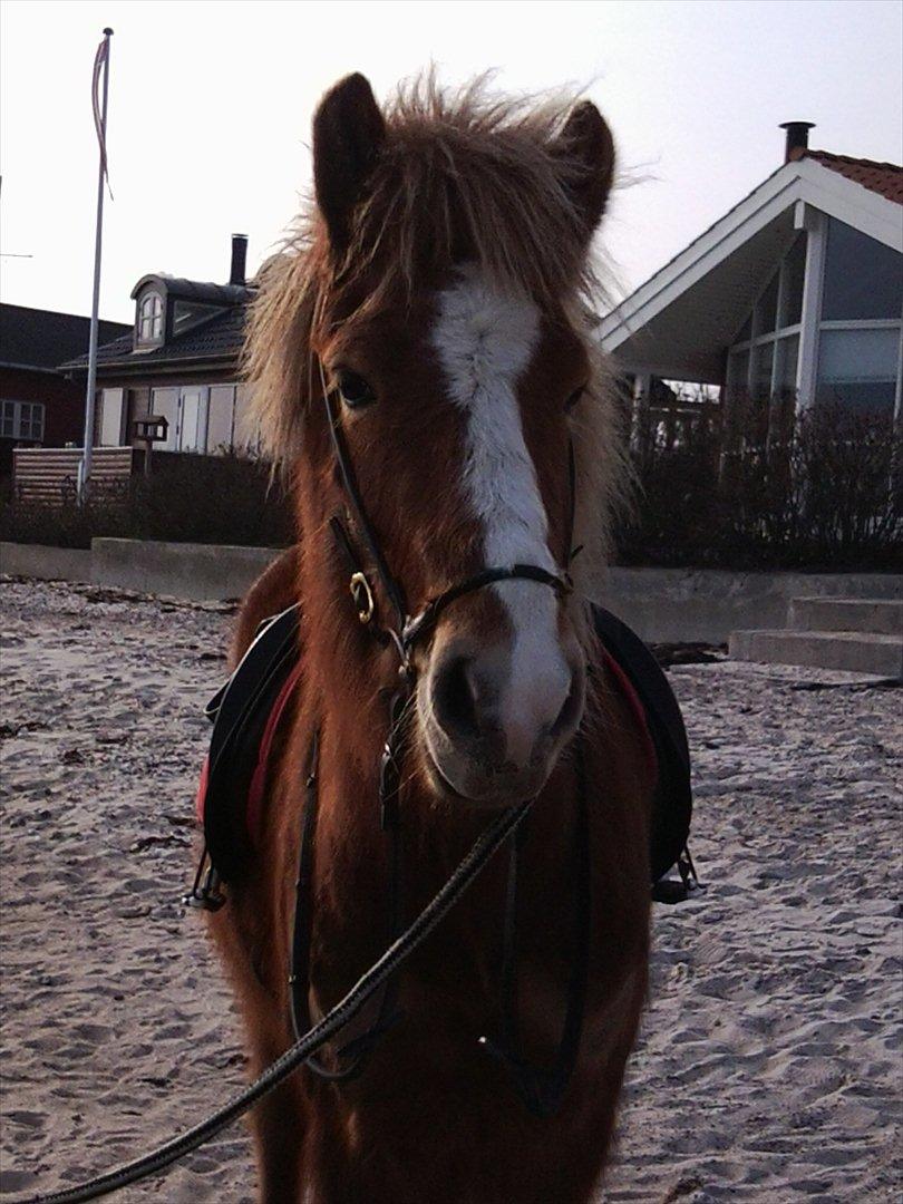 Islænder Fafnir fra Gadegård - Velkommen til Faffe's profil :-) billede 2