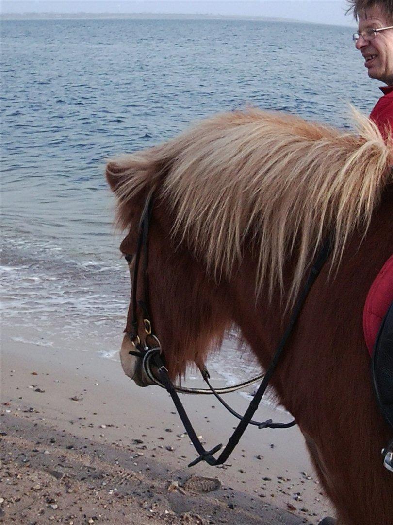Islænder Fafnir fra Gadegård - Ved stranden :-) billede 6