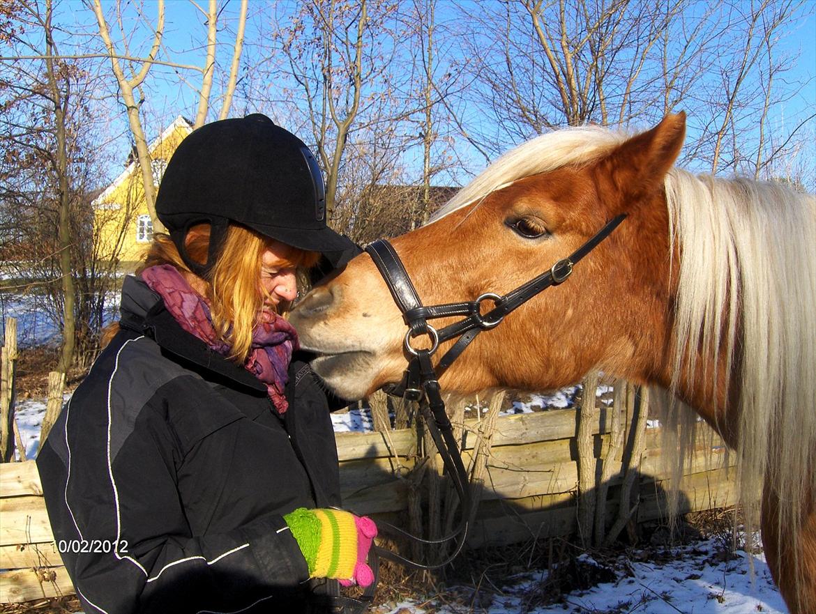 Haflinger Birch's Currin - vinter kys. februar 2012 billede 14