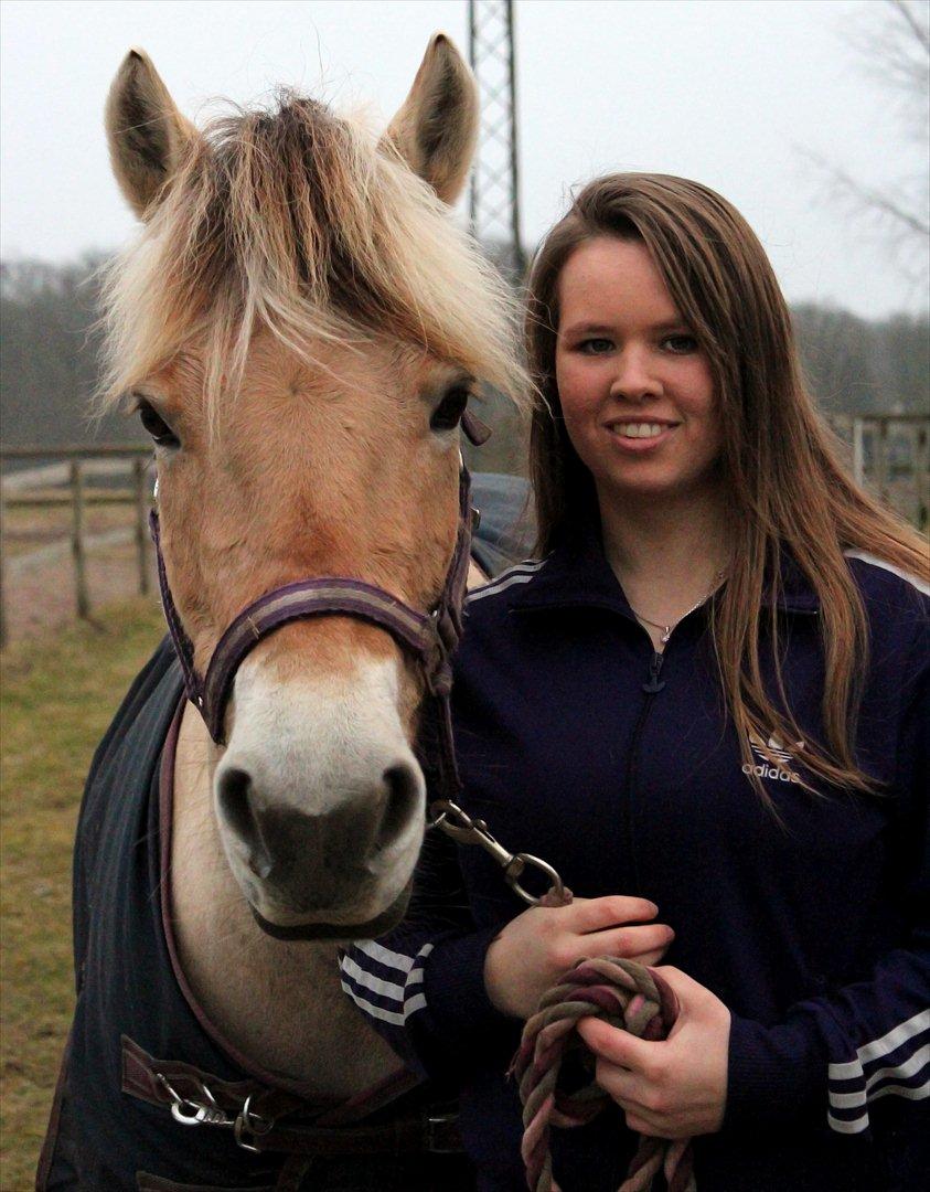 Fjordhest Puk AkA Hyper ungen! *Tid. Låne* - 1) Velkommen til Puk's profil, håber i vil nyde hendes billeder!:-) billede 3