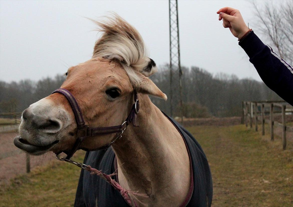 Fjordhest Puk AkA Hyper ungen! *Tid. Låne* - 10) Puk der ryster på komando:-)
NUTTET! billede 11