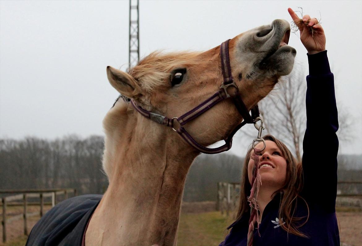 Fjordhest Puk AkA Hyper ungen! *Tid. Låne* - 6) Puk der smiler på komando:-) billede 7