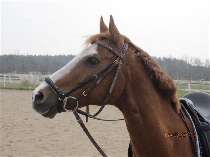 Hollandsk Sportspony Edo - Marts 2012 billede 3