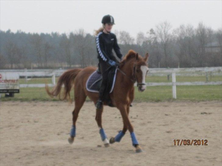 Hollandsk Sportspony Edo - Marts 2012 billede 13