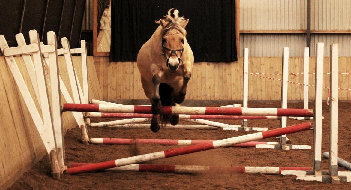 Fjordhest Puk AkA Hyper ungen! *Tid. Låne* - 9) puk til løsspring, tror hun kom op på de 80-90:-) billede 10