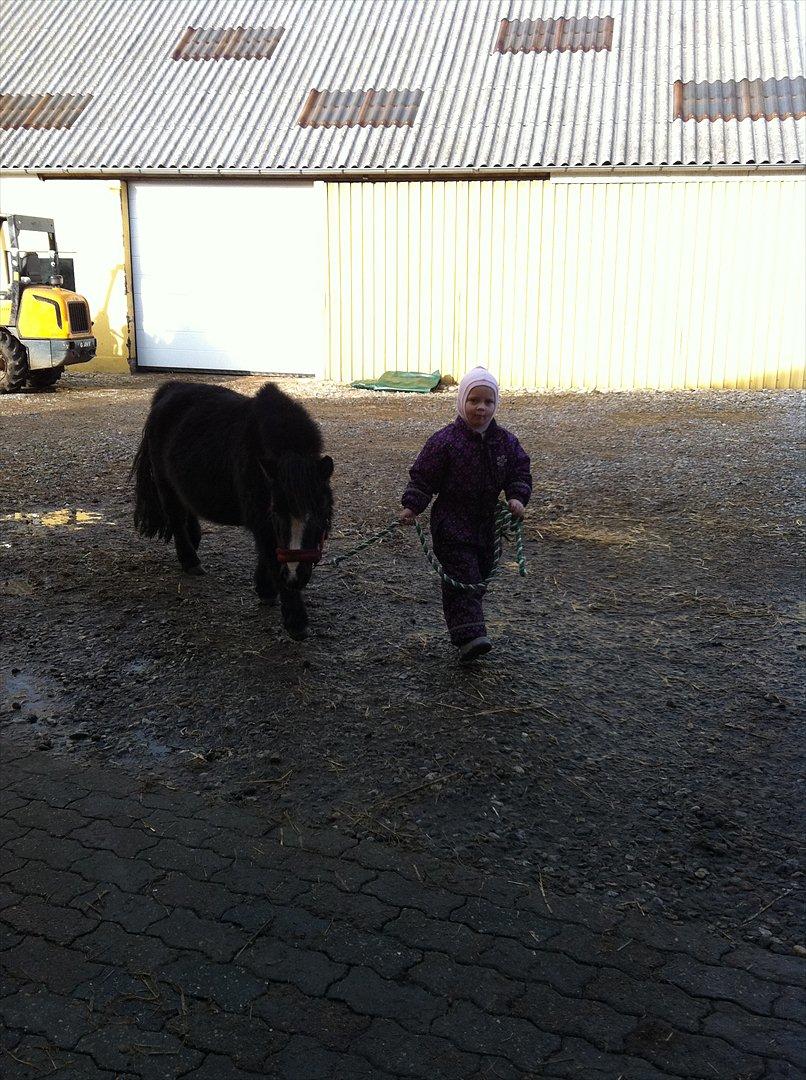 Shetlænder Bella - Tulle været over og hente bella billede 14