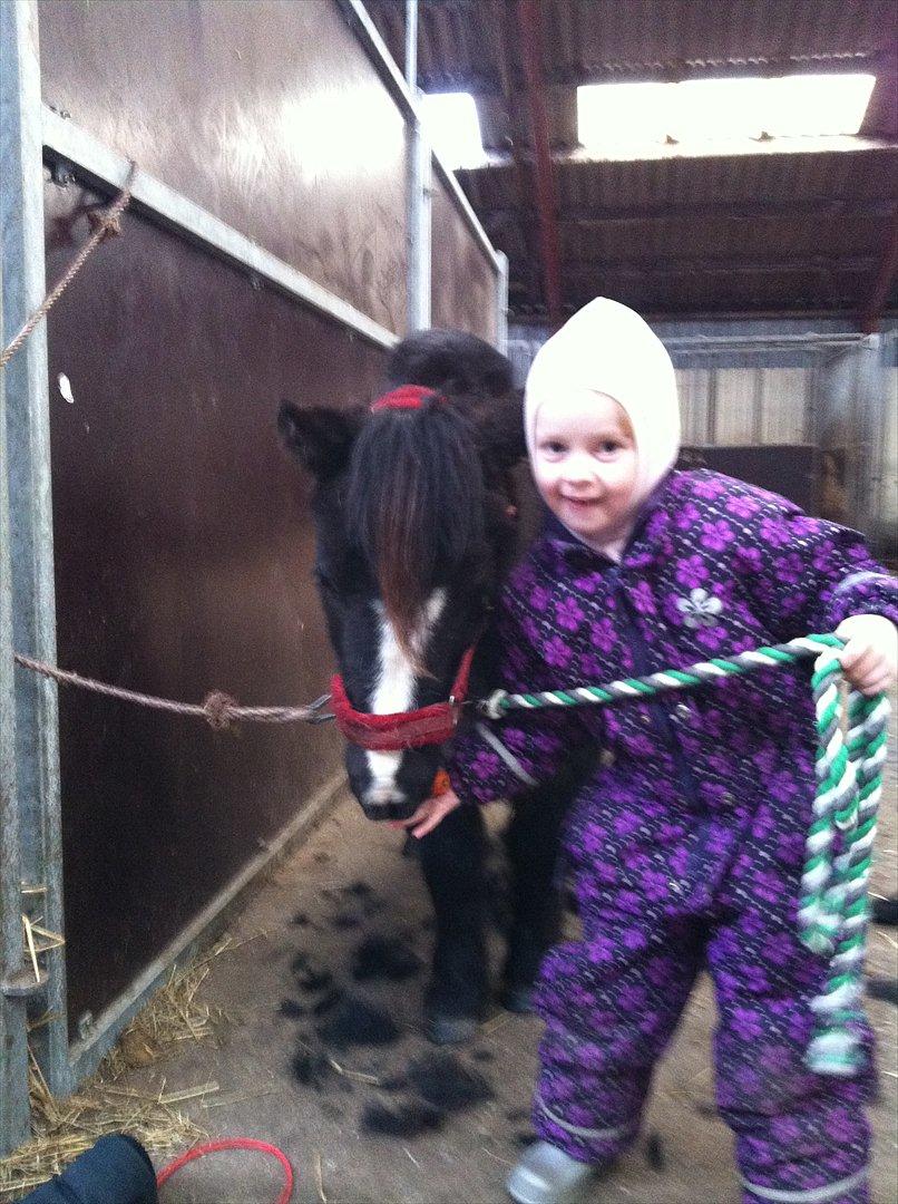 Shetlænder Bella - tulle giver bella godbider fordi hun stod pænt  billede 15