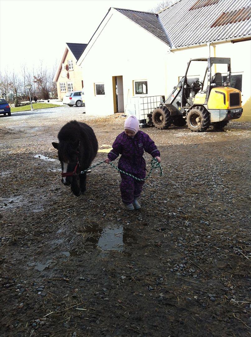 Shetlænder Bella billede 16