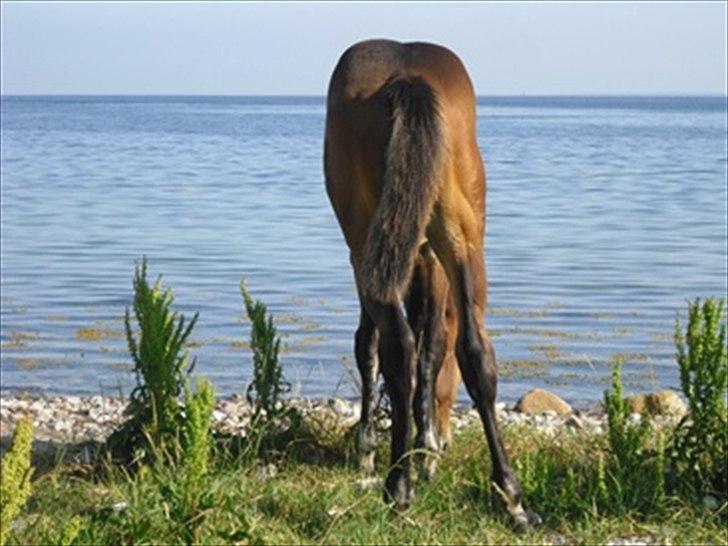 Dansk Varmblod Aarø´s Hokus-Pokus billede 5