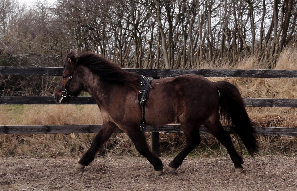Islænder Reykur fra Valhalla billede 3