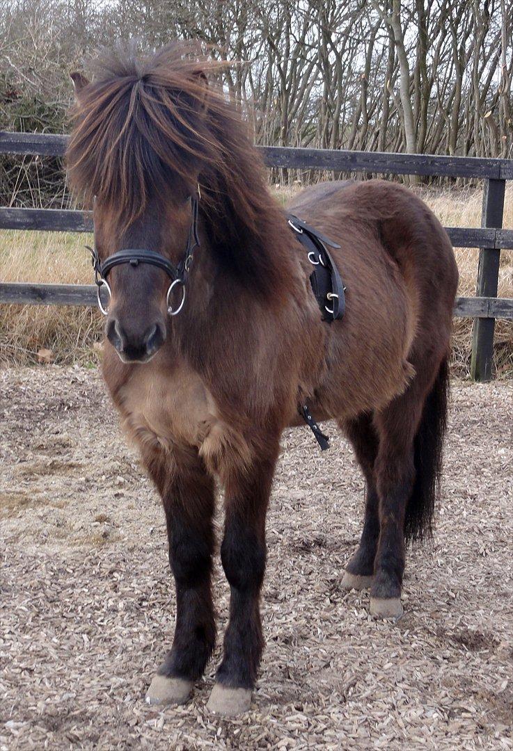 Islænder Reykur fra Valhalla billede 4