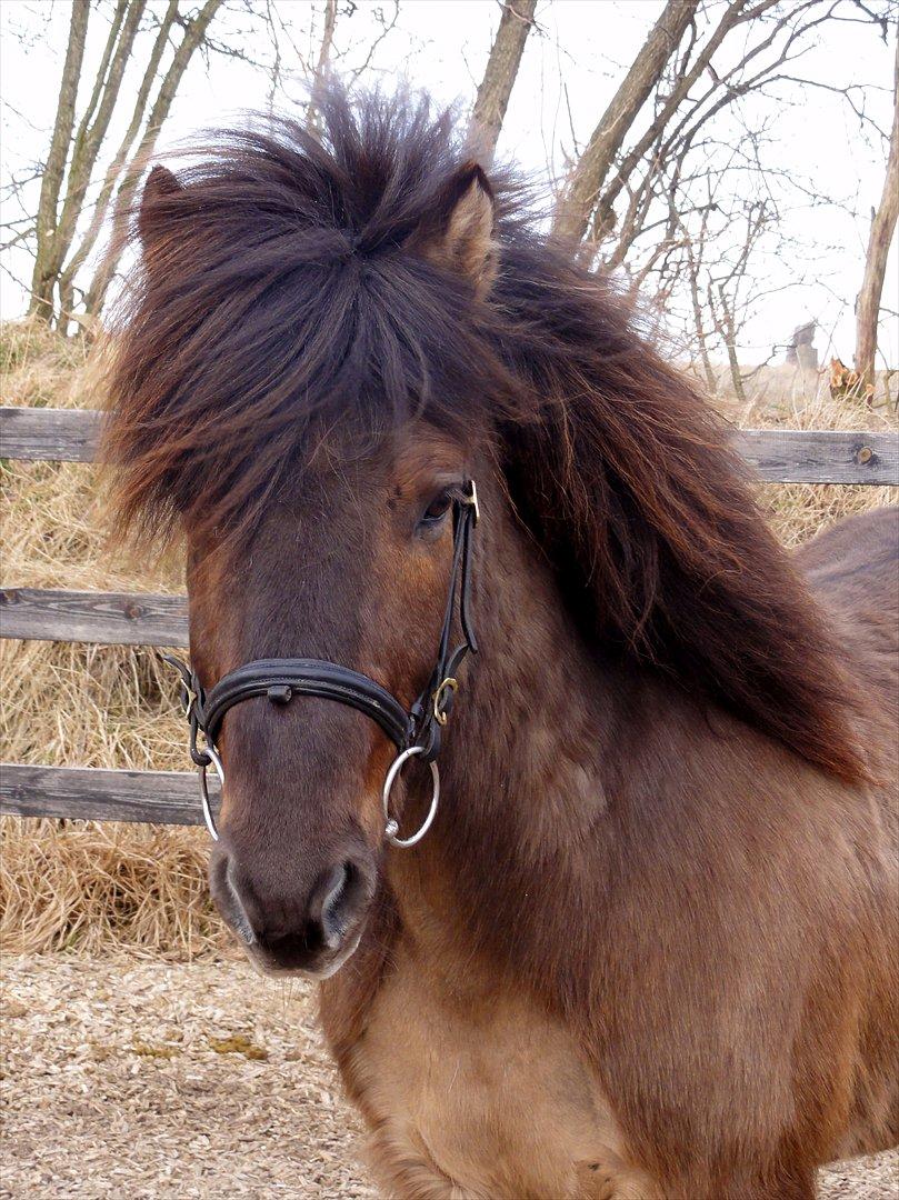 Islænder Reykur fra Valhalla billede 5
