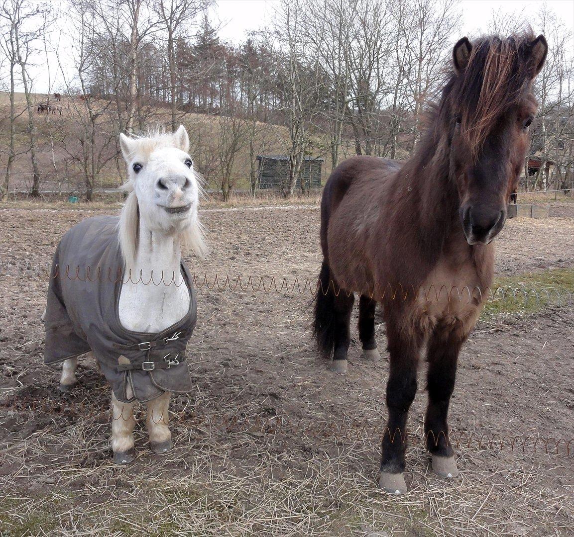 Islænder Reykur fra Valhalla billede 6