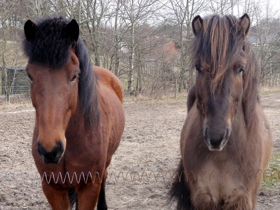 Islænder Reykur fra Valhalla billede 7