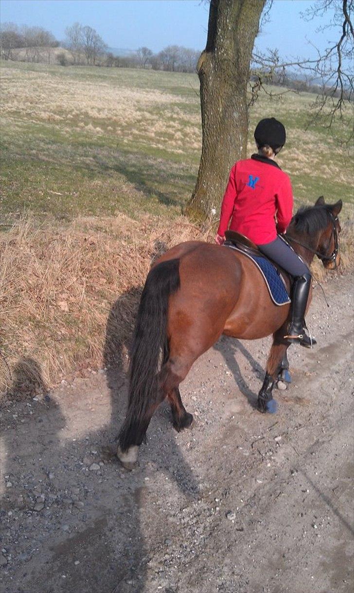 Anden særlig race Mister Gallon billede 13