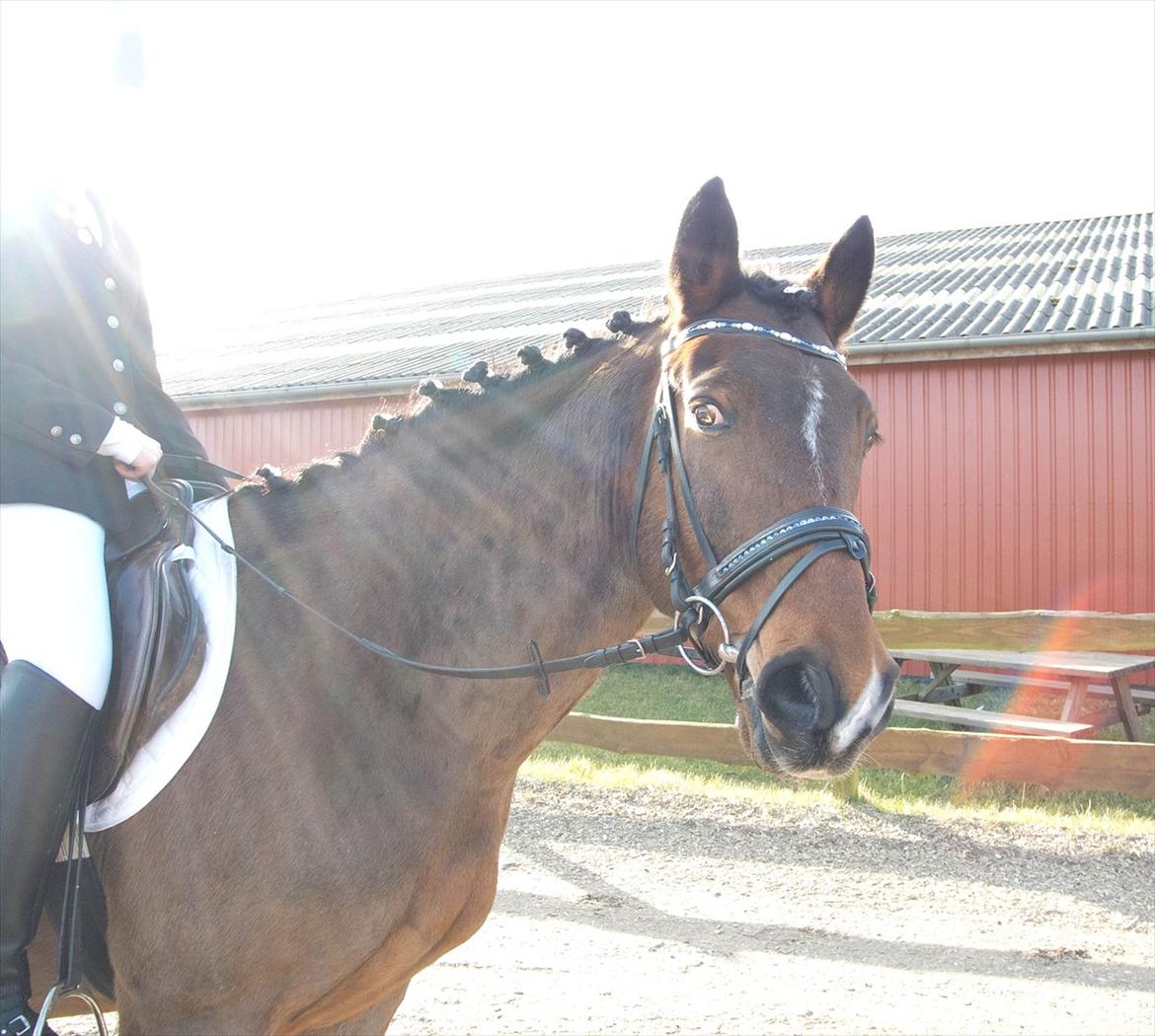 Anden særlig race Mister Gallon - :D <3 billede 20