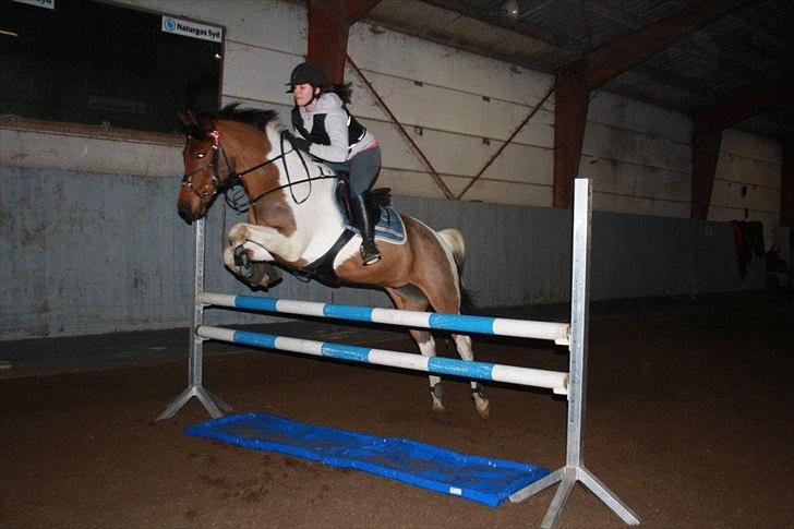 Hollandsk Sportspony Elmelunds Dalton - Vandgrav - Elmelunds Dalton 
taget af : Lena kleinert!<3 billede 17