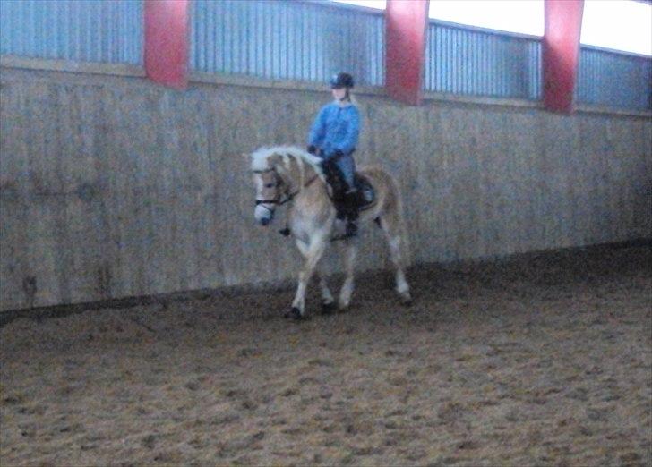 Tyroler Haflinger Bonny - Bonny i Gærup - 17. marts :-) billede 8