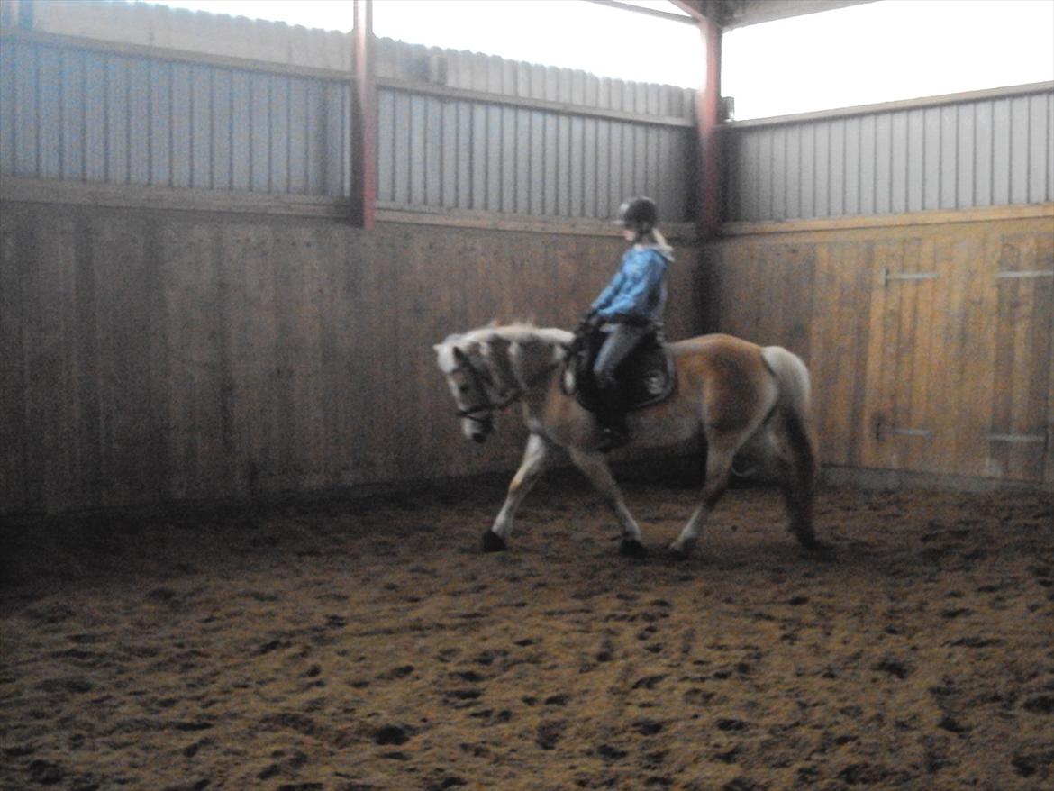 Tyroler Haflinger Bonny - Bonny i Gærup - 17. marts :-) billede 18