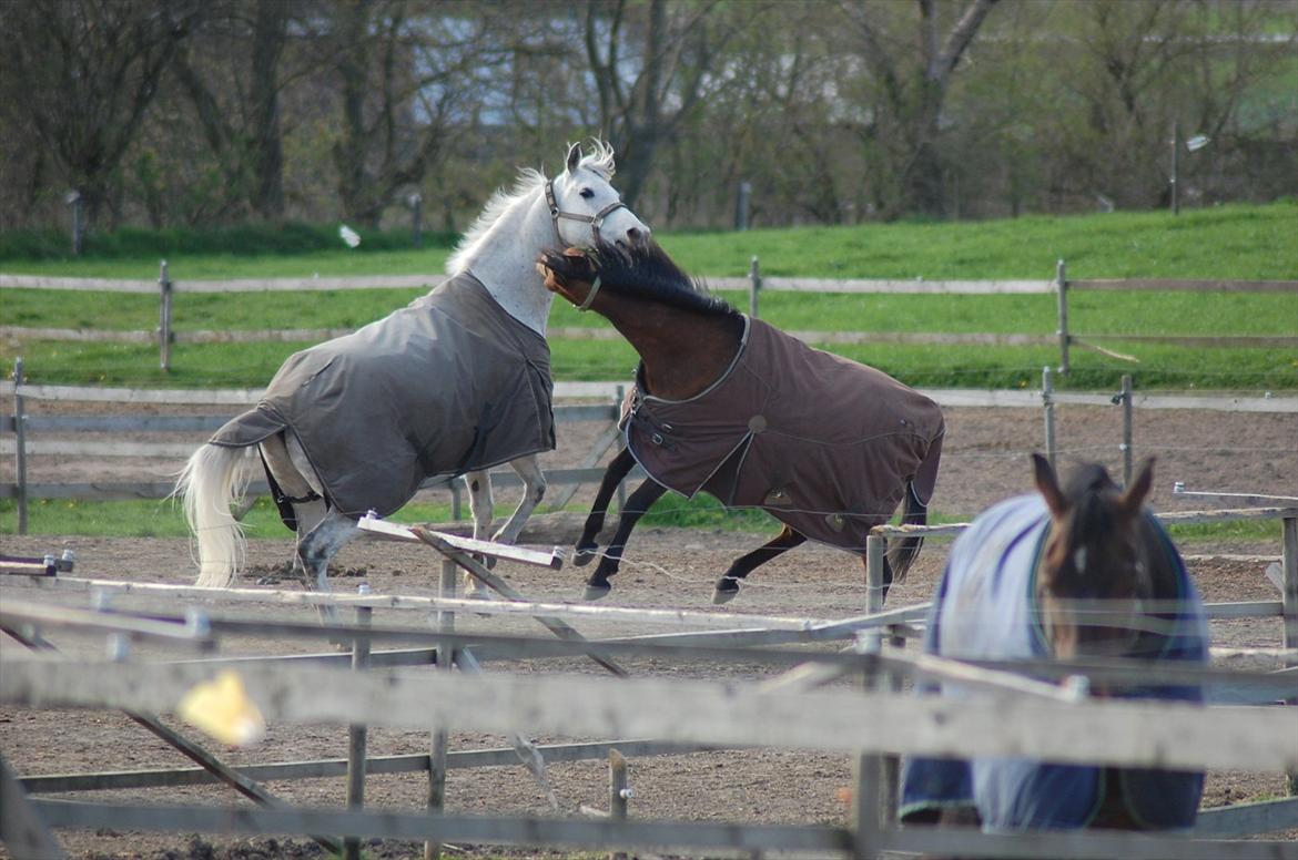 Anden særlig race †Flash Lightness† - Solgt - Flash og McAdoo leger :)
2010 billede 12