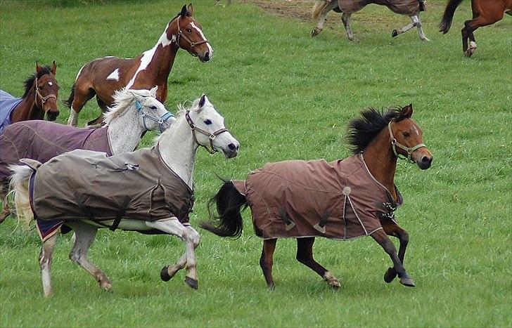 Anden særlig race †Flash Lightness† - Solgt - Flash og McAdoo i næsten synkron galop - sommergræs 2010 :) billede 14