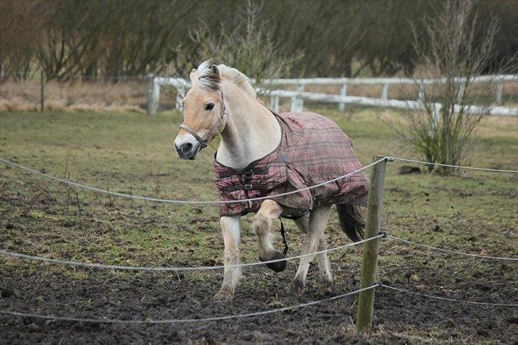 Fjordhest KøgeSportsrideklub's Pegasus - Foto Maria Pyndt Andersen. <3 billede 18