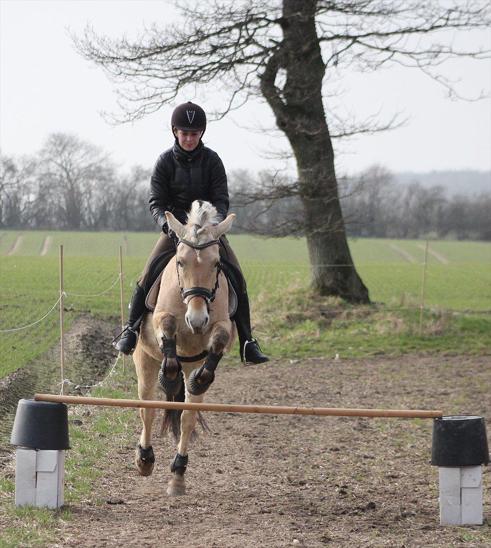Fjordhest Bibi  - Der er tidspunkter, hvor vi kan stole p&#229; en hest.
Tidspunkter, hvor vi ikke kan, og tidspunkter, hvor vi er n&#248;dt til det. 17/3 2012 billede 20