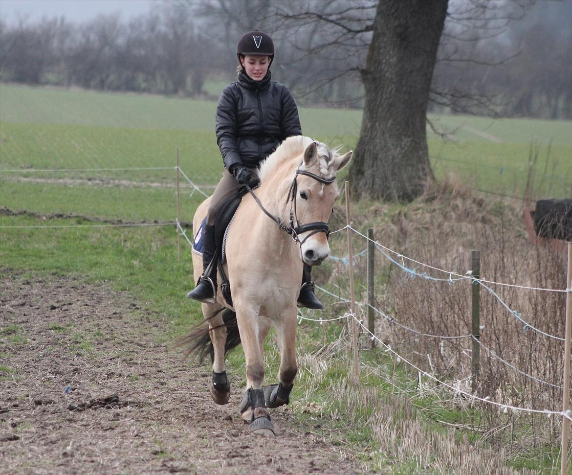 Fjordhest Bibi  - Horses lend us the wings we lack. 17/3 2012 billede 15