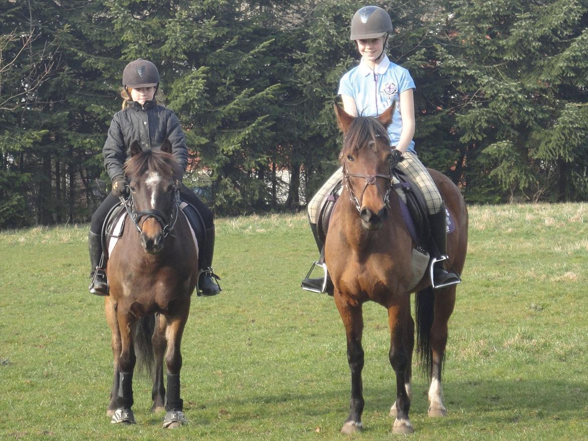 Anden særlig race Quick Brown Lady Z billede 5