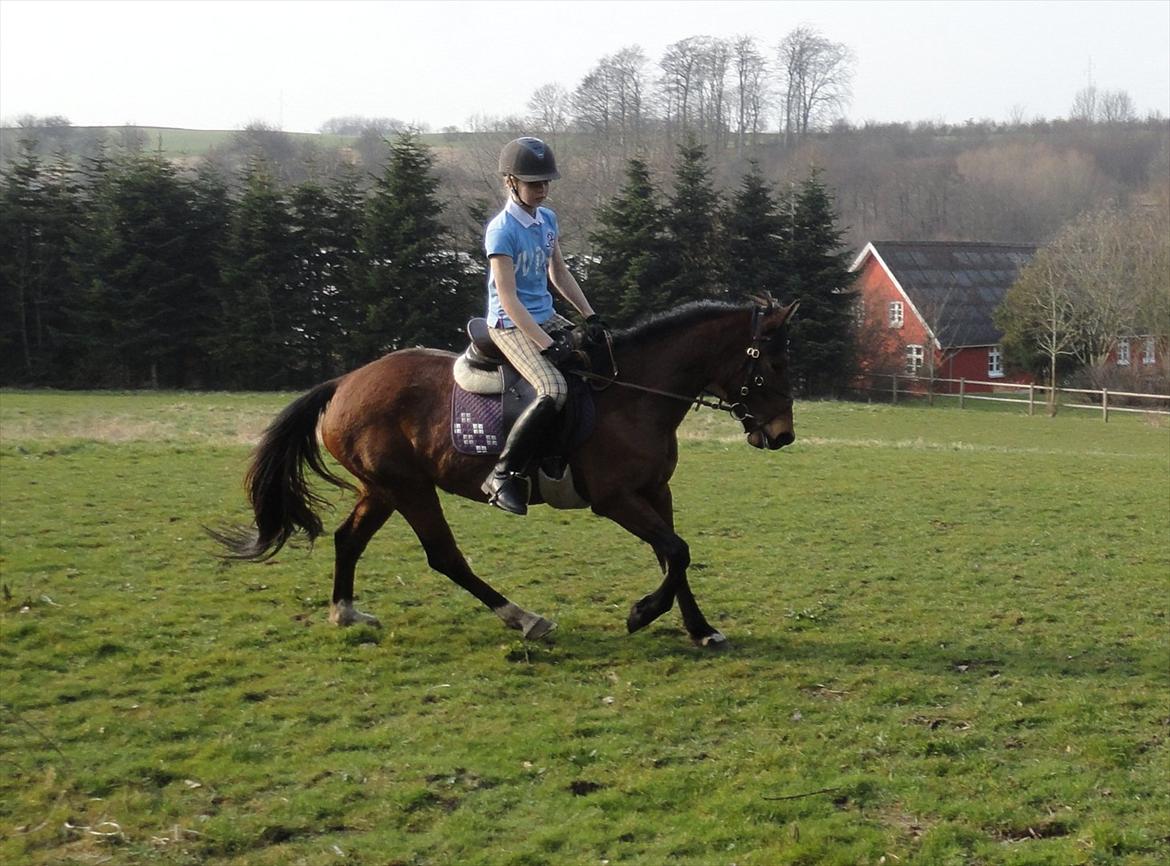 Anden særlig race Quick Brown Lady Z billede 3