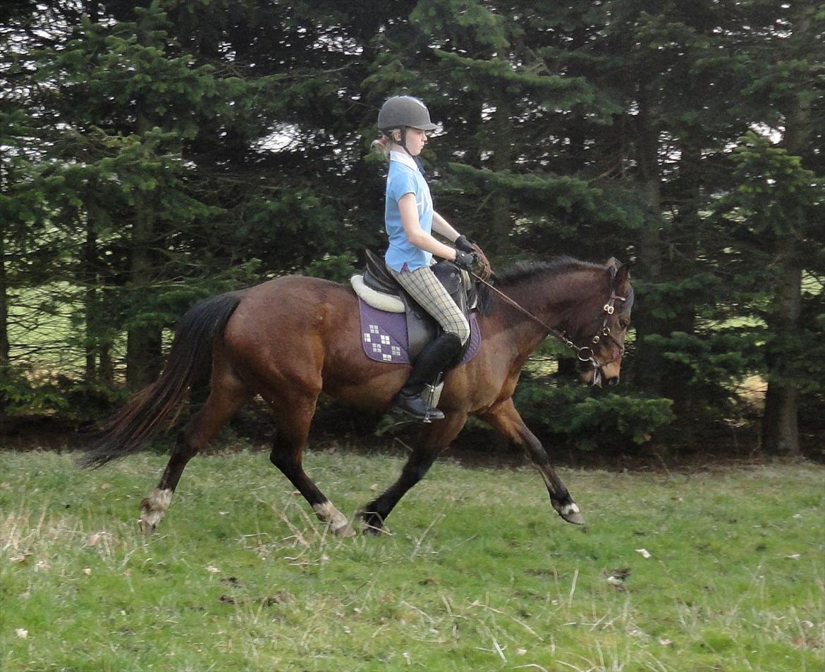 Anden særlig race Quick Brown Lady Z billede 4