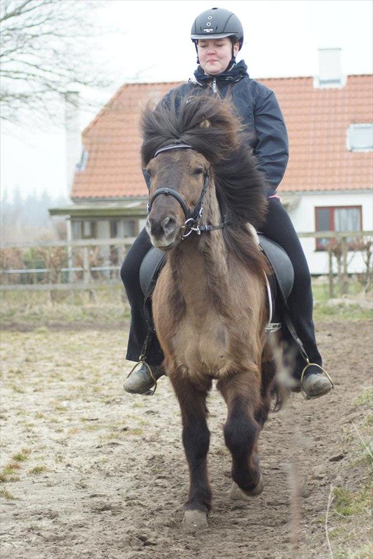 Islænder Reykur fra Valhalla billede 8