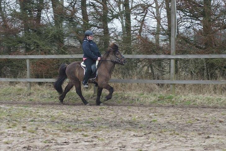 Islænder Reykur fra Valhalla billede 9