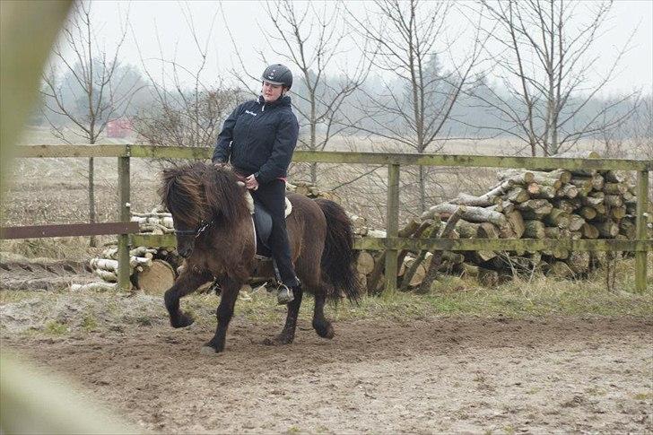 Islænder Reykur fra Valhalla billede 10