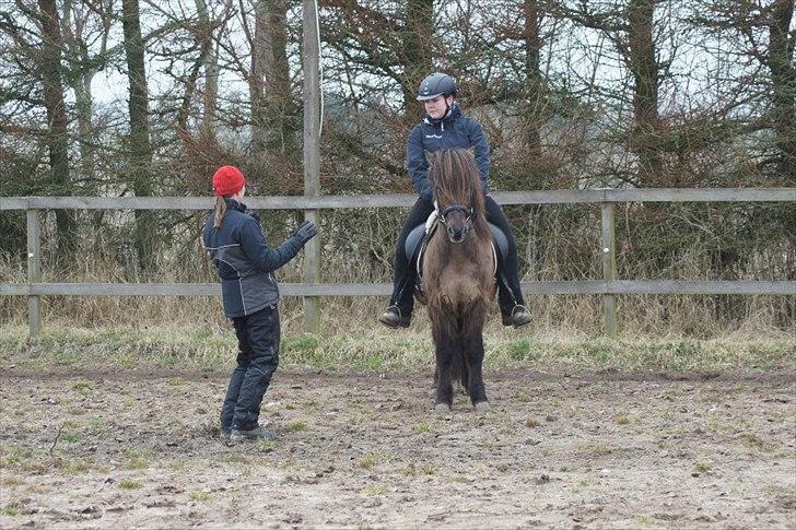 Islænder Reykur fra Valhalla billede 11