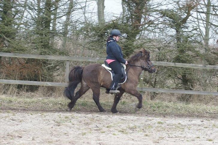 Islænder Reykur fra Valhalla billede 12