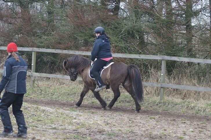 Islænder Reykur fra Valhalla billede 13