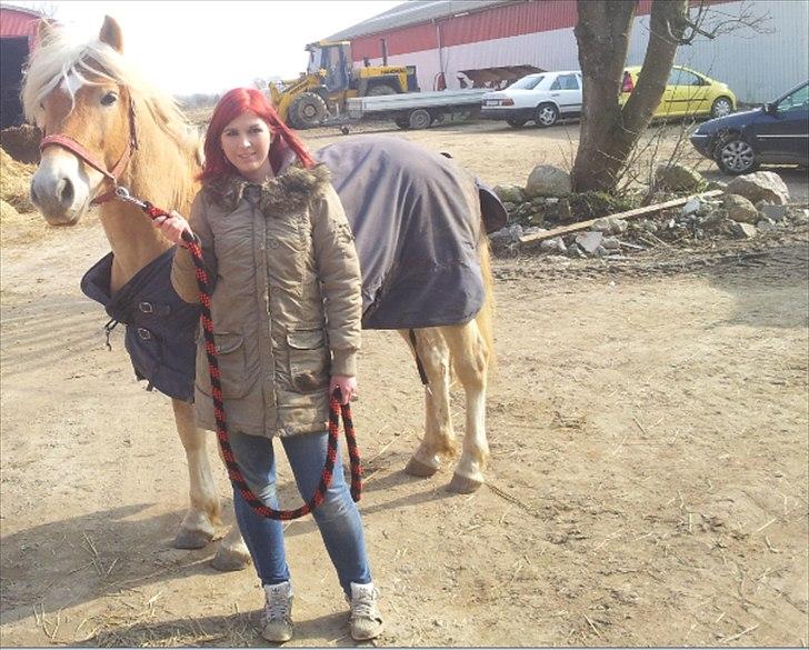 Haflinger Noah hestvang solgt - sidste dag med noah den 17 marts 2012 ;) inden jeg trak ham i trailer ;) til hans nye hjem billede 2