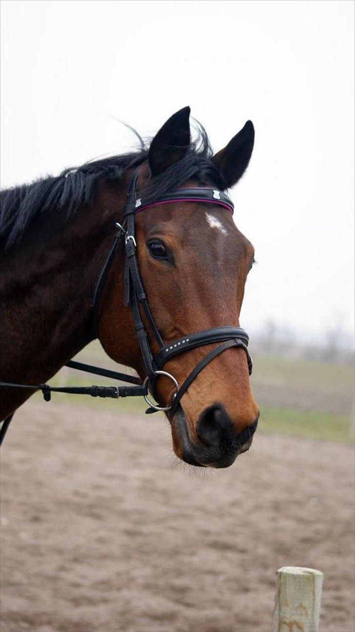Fuldblod (XX) Colour Blind (Ire) - "Hænderne ned, og hovedet op, hælene ned, og modet op, læggene ind til hestens side, ellers lærer du aldrig at ride." billede 1