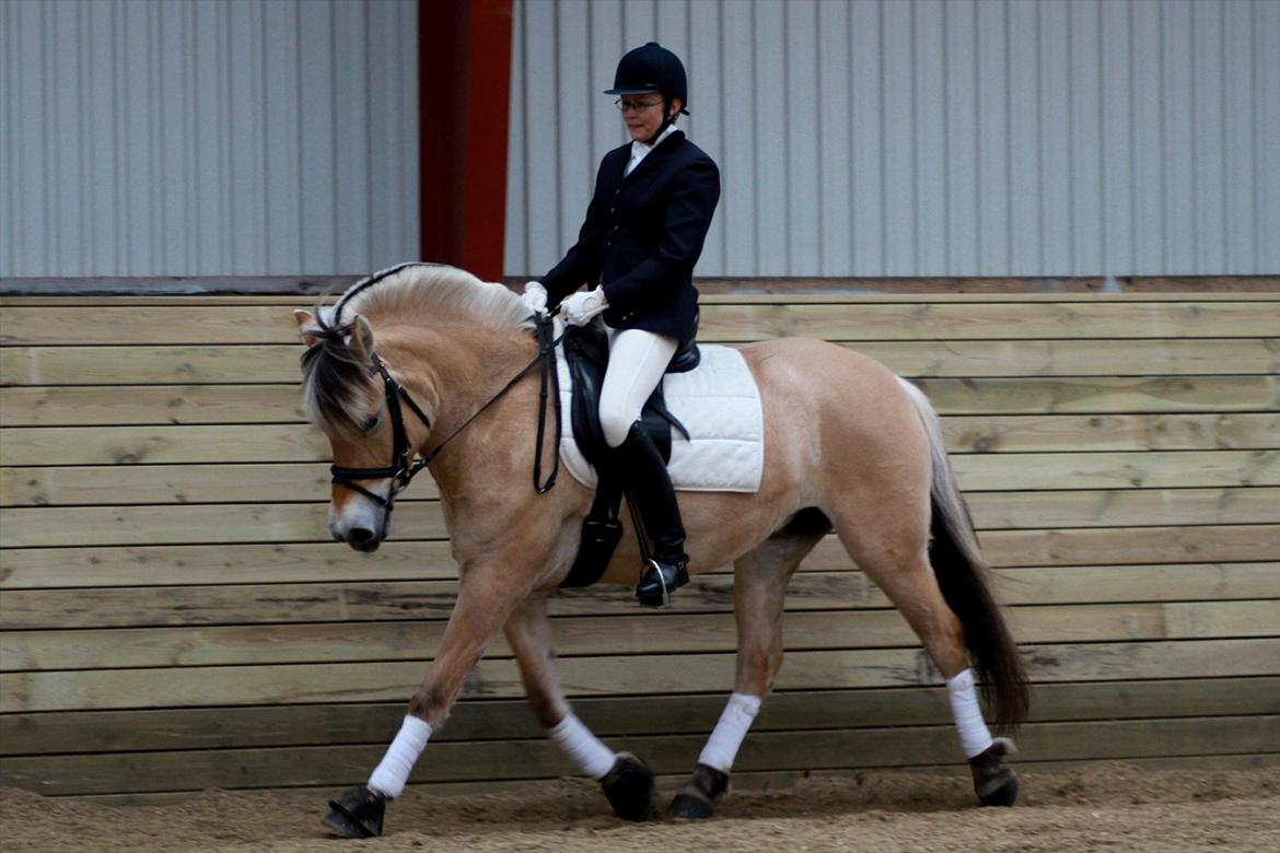 Fjordhest Ingunn Granlygaard - Ingunn og Pia til stævne på Vasehus d. 17.03.2012 billede 18