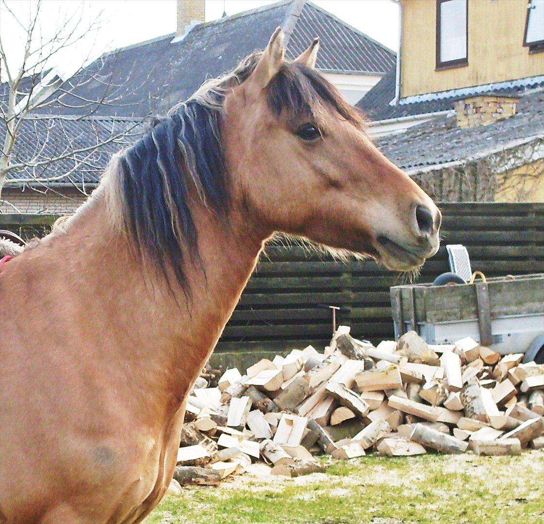 Anden særlig race Cokko - Smukke hest... billede 1