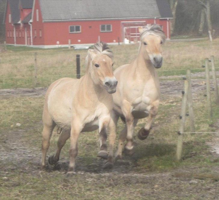 Fjordhest Freja | Stjerneponyen<3. - Velkommen til Ponyen's Profil!<3
Freja med Stjernen i panden<3 billede 1