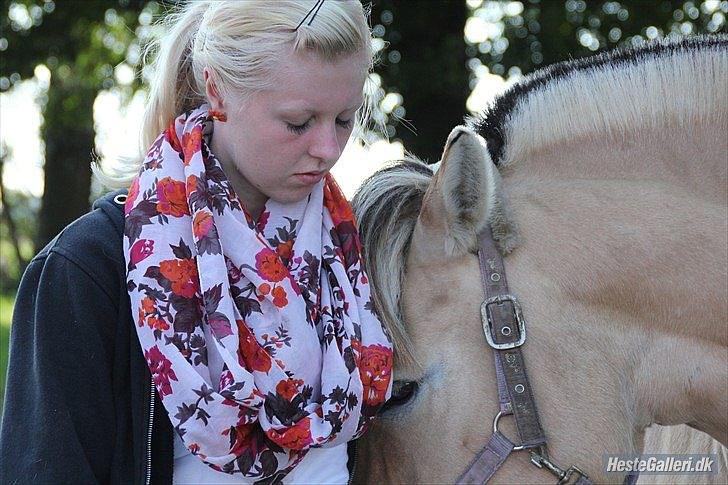 Fjordhest Klemmed's Anemone SOLGT - Du min lille baby! billede 8