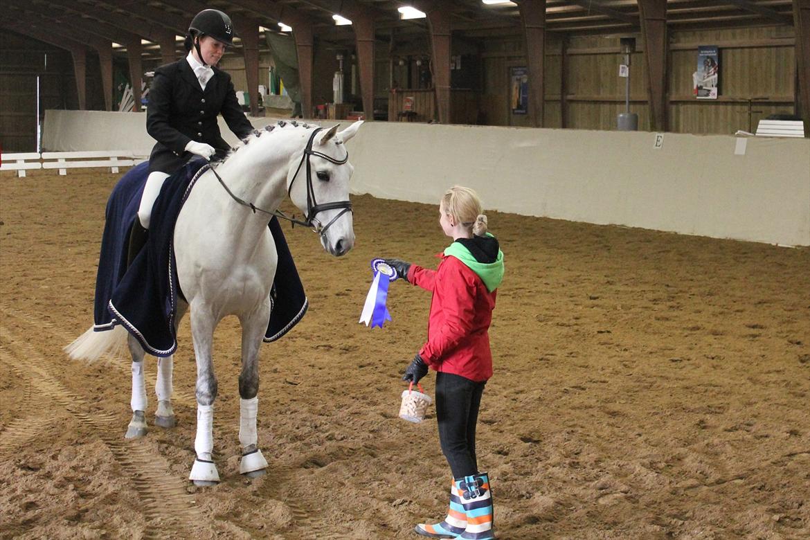 Svensk Varmblod Endorfin billede 3