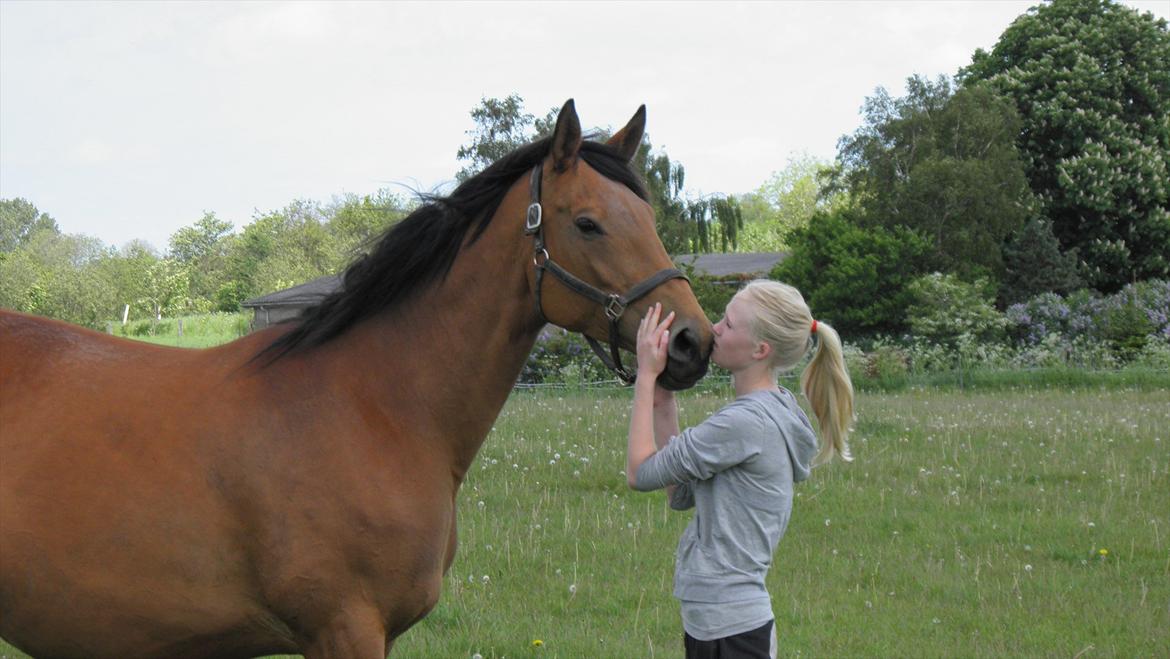 Dansk Varmblod Fredbo´s Impala - SAVNET - 25 maj 2011 - 3 dage inden hun døde.. billede 9